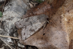 Orthosia incerta