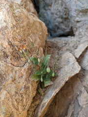 Asteraceae