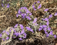Scaevola glabrata