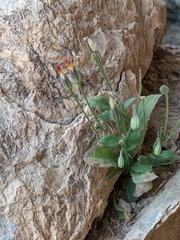 Asteraceae