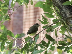 Vireo altiloquus