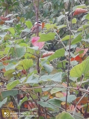 Aegithalos concinnus