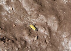 Chauliognathus misellus