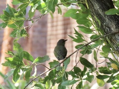 Vireo altiloquus