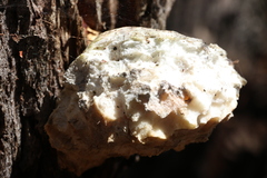 Laetiporus portentosus
