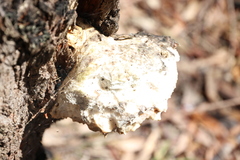 Laetiporus portentosus