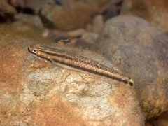 Palauan Riffle Goby photo 2