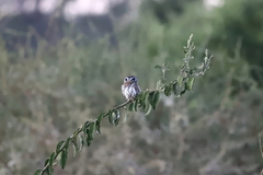 Glaucidium perlatum