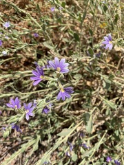 Scaevola glabrata