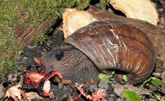Hedleyella falconeri