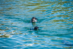 Spheniscus mendiculus