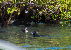 Spheniscus mendiculus