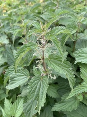 Urtica dioica