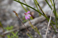 Caladenia minor
