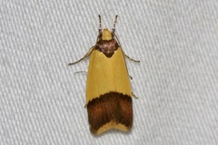Heteroteucha dichroella