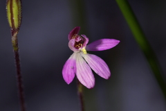 Caladenia minor