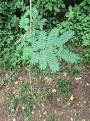 Senegalia schweinfurthii