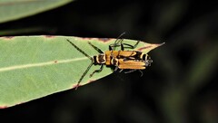 Chauliognathus flavipennis