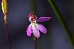 Caladenia minor