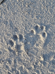 Aonyx capensis capensis