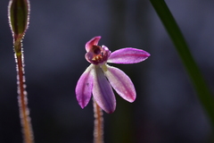 Caladenia minor