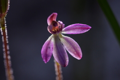 Caladenia minor