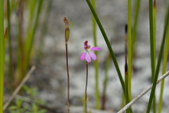 Caladenia minor