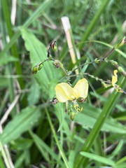Aneilema aequinoctiale