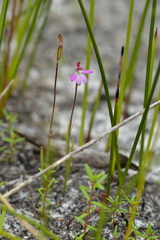 Caladenia minor