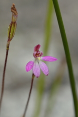 Caladenia minor