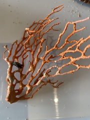 Melithaea zimmeri