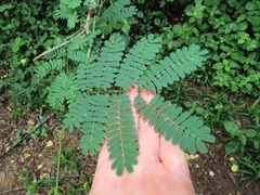 Senegalia schweinfurthii