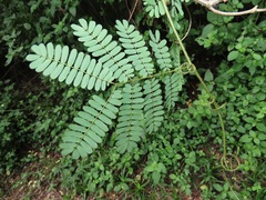 Senegalia schweinfurthii