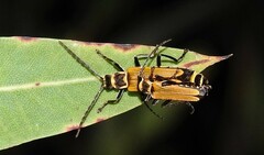 Chauliognathus flavipennis