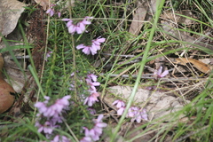 Tetratheca pilosa