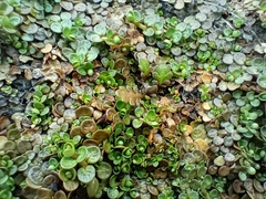 Epilobium komarovianum