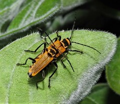 Chauliognathus flavipennis