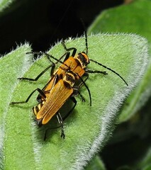 Chauliognathus flavipennis