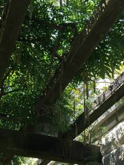 Wisteria floribunda