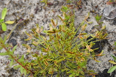 Isolepis levynsiana