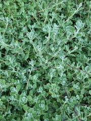 Tetragonia decumbens