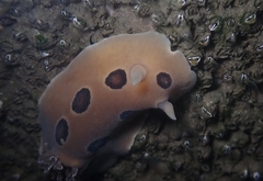 Diaulula sandiegensis