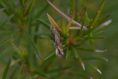 Strepsicrates ejectana