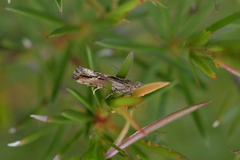 Strepsicrates ejectana