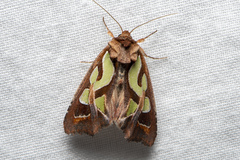 Cosmodes elegans