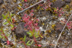 Drosera pygmaea