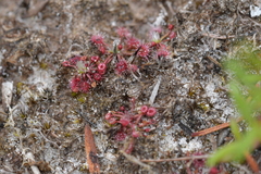 Drosera pygmaea