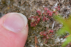 Drosera pygmaea