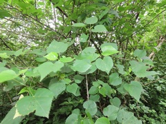 Dombeya tiliacea