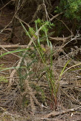 Dianella haematica